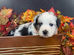 Blue Merle female,Reserved