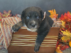 Black Tri male,Reserved