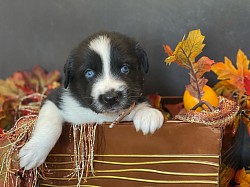 Black Tri male, Reserved