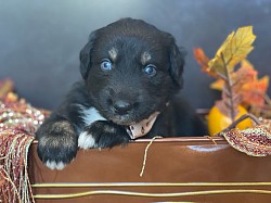 Black Tri male, reserved