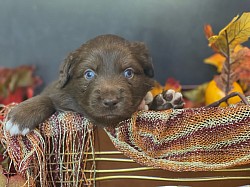 Red Tri female, Reserved