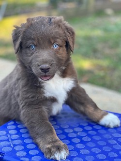 Red Tri male, reserved