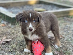 Red Tri male, reserved