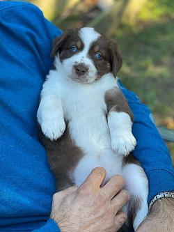 Red Tri female, Reserved