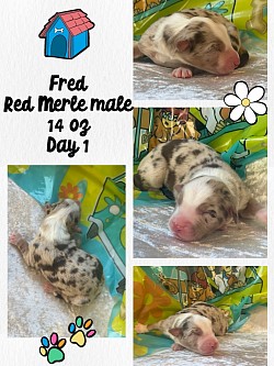 Red Merle male Reserved