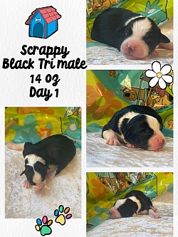 Black Tri male Reserved